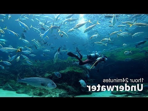 魚 同音